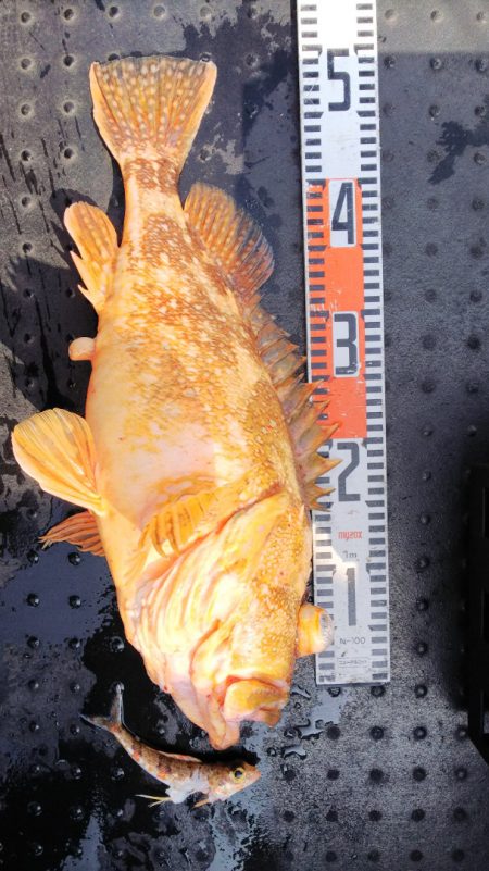 第二龍勢丸 釣果