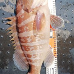 第二龍勢丸 釣果