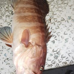 第二龍勢丸 釣果