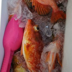 第二龍勢丸 釣果