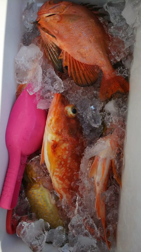 第二龍勢丸 釣果