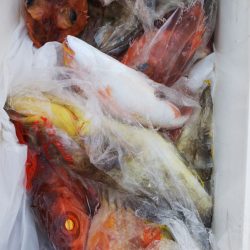 第二龍勢丸 釣果