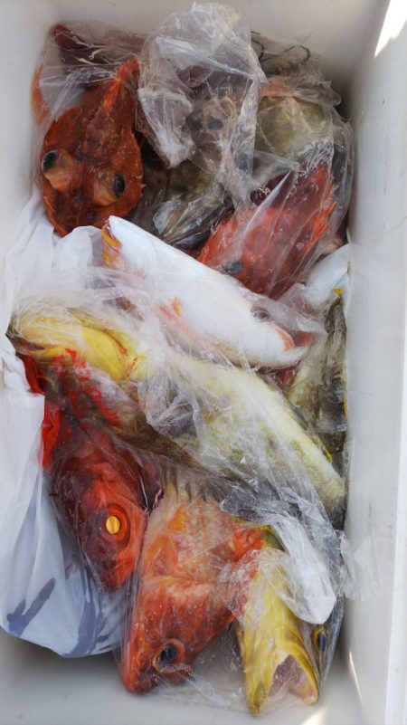 第二龍勢丸 釣果