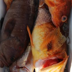 第二龍勢丸 釣果