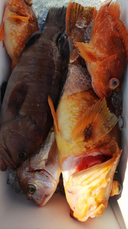 第二龍勢丸 釣果