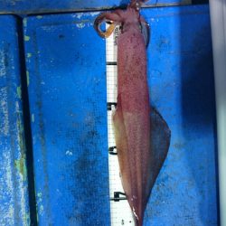 海龍丸(石川) 釣果