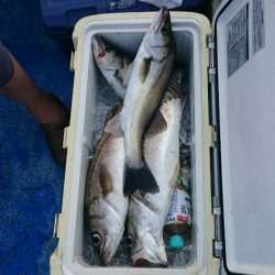 海龍丸（石川） 釣果