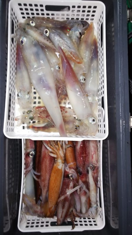 第二龍勢丸 釣果