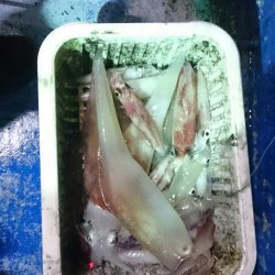 海龍丸（石川） 釣果