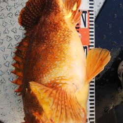 第二龍勢丸 釣果