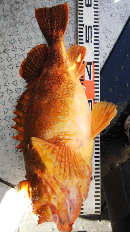 第二龍勢丸 釣果