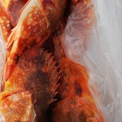 第二龍勢丸 釣果