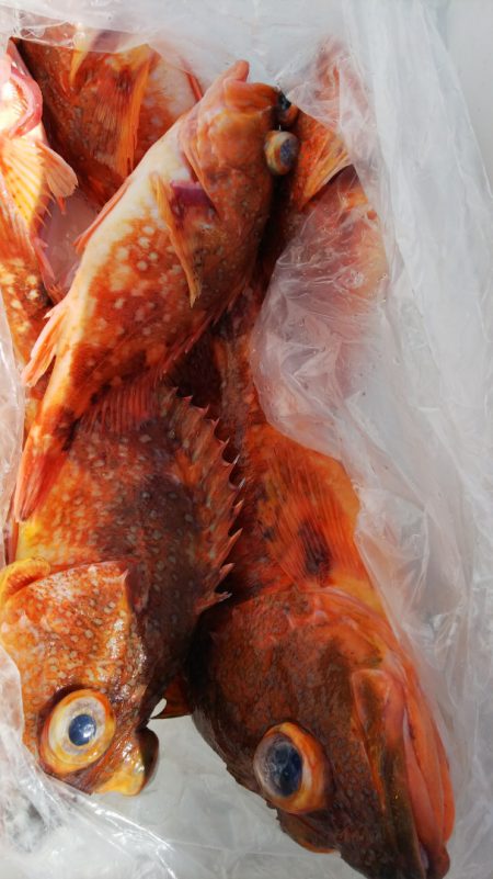 第二龍勢丸 釣果