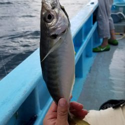 みやけ丸 釣果