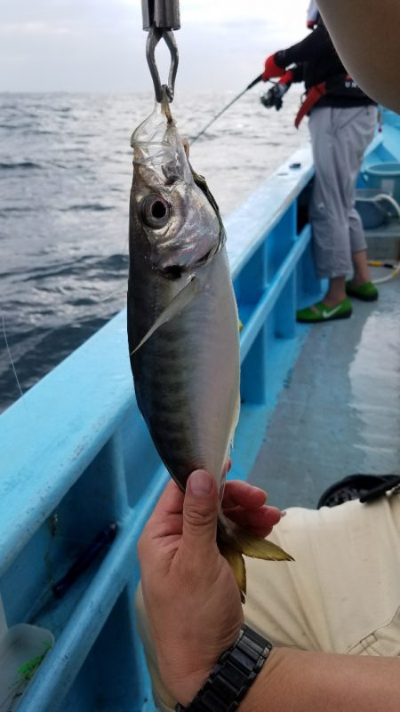 みやけ丸 釣果