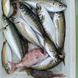 小島丸 釣果