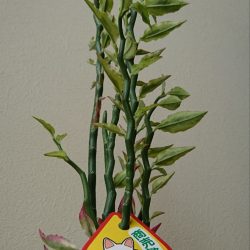 遊漁船 家入 釣果