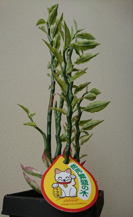 遊漁船 家入 釣果