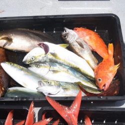 渡船屋たにぐち 釣果