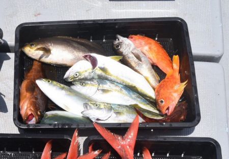 渡船屋たにぐち 釣果