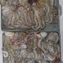 遊漁船　家入 釣果