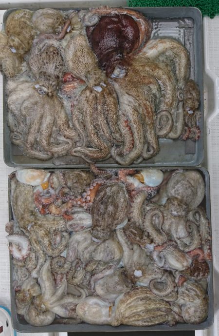 遊漁船　家入 釣果