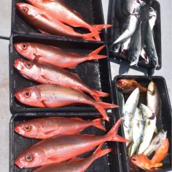 渡船屋たにぐち 釣果