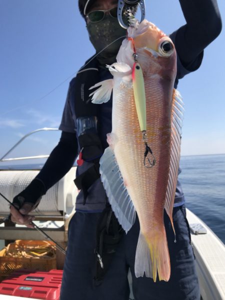 アマテラス 釣果