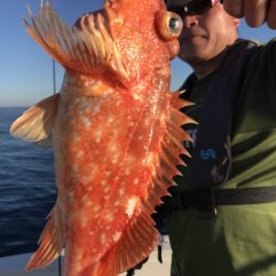 アマテラス 釣果