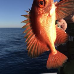 アマテラス 釣果