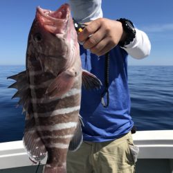 アマテラス 釣果