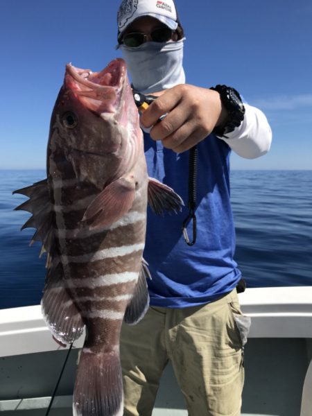 アマテラス 釣果