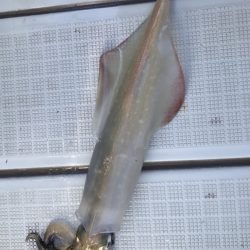 アマテラス 釣果