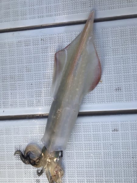 アマテラス 釣果