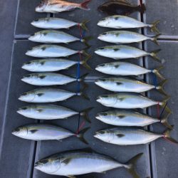 SeaRide(シーライド) 釣果