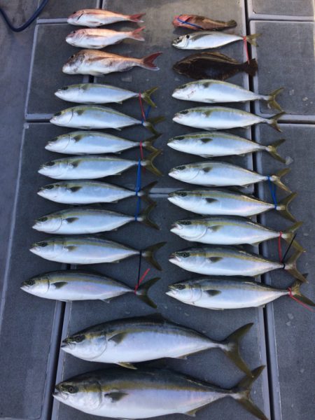 SeaRide(シーライド) 釣果