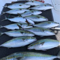 ビッグファイター 釣果