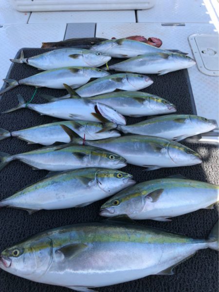 ビッグファイター 釣果