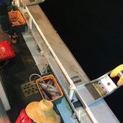 シーランチ 釣果