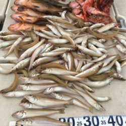 末広丸(熊本) 釣果