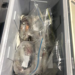 ＴＡＲＯＭＡＲＵ 釣果