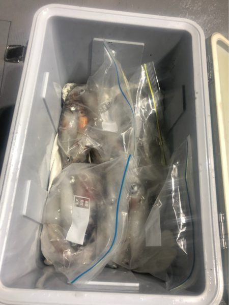 ＴＡＲＯＭＡＲＵ 釣果