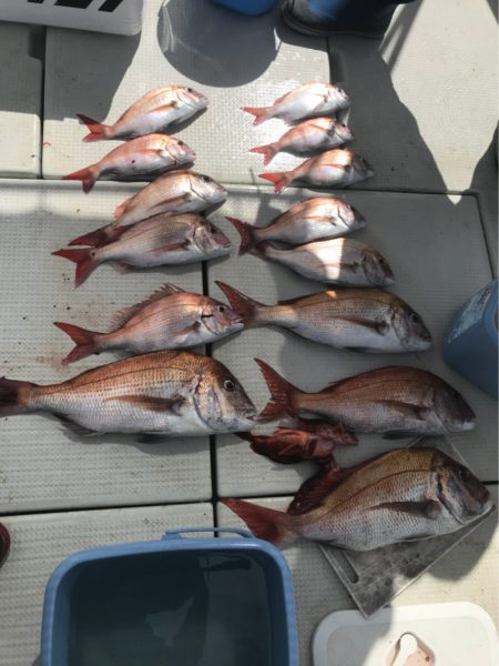 遊漁船メテオ 釣果