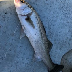 あみや渡船 JIGBOY 釣果