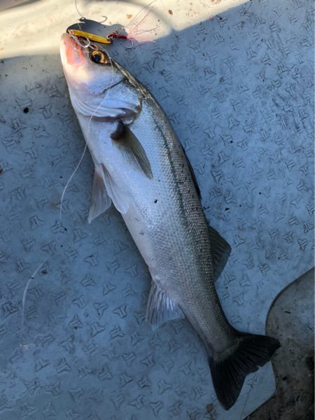 あみや渡船 JIGBOY 釣果