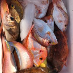 あみや渡船 JIGBOY 釣果