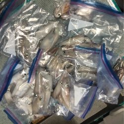 ＴＡＲＯＭＡＲＵ 釣果