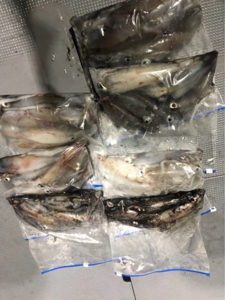 ＴＡＲＯＭＡＲＵ 釣果