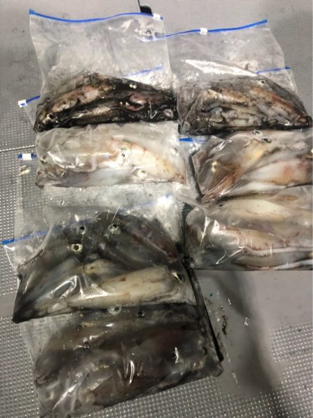 ＴＡＲＯＭＡＲＵ 釣果