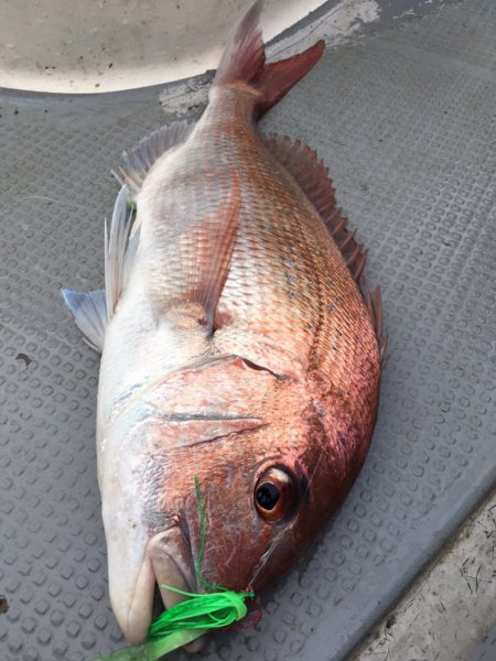 エヌスタイル 釣果